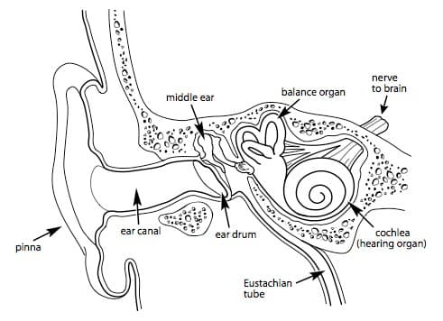 theear-pichi